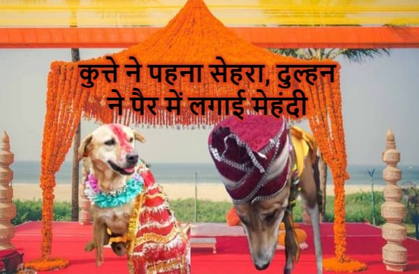 कुत्तों की रचाई गई शादी, दुल्हन को ले जाने आये सैकड़ों बाराती, जमकर लिया दावत का मजा