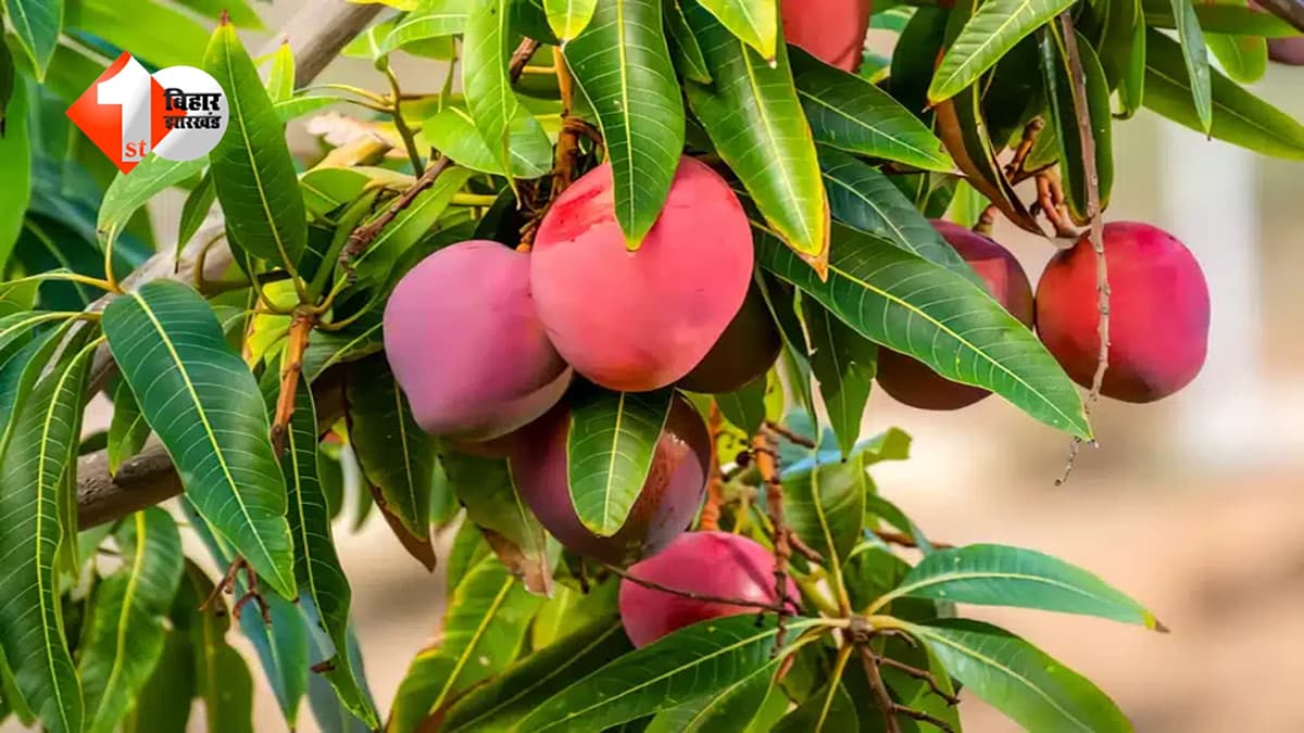 क्या लेंगे आप… 1 किलो आम या लग्जरी बाइक? जानिए इस ‘लाल सोने’ की कीमत जिसे जानकर हर कोई दंग रह जाएगा!