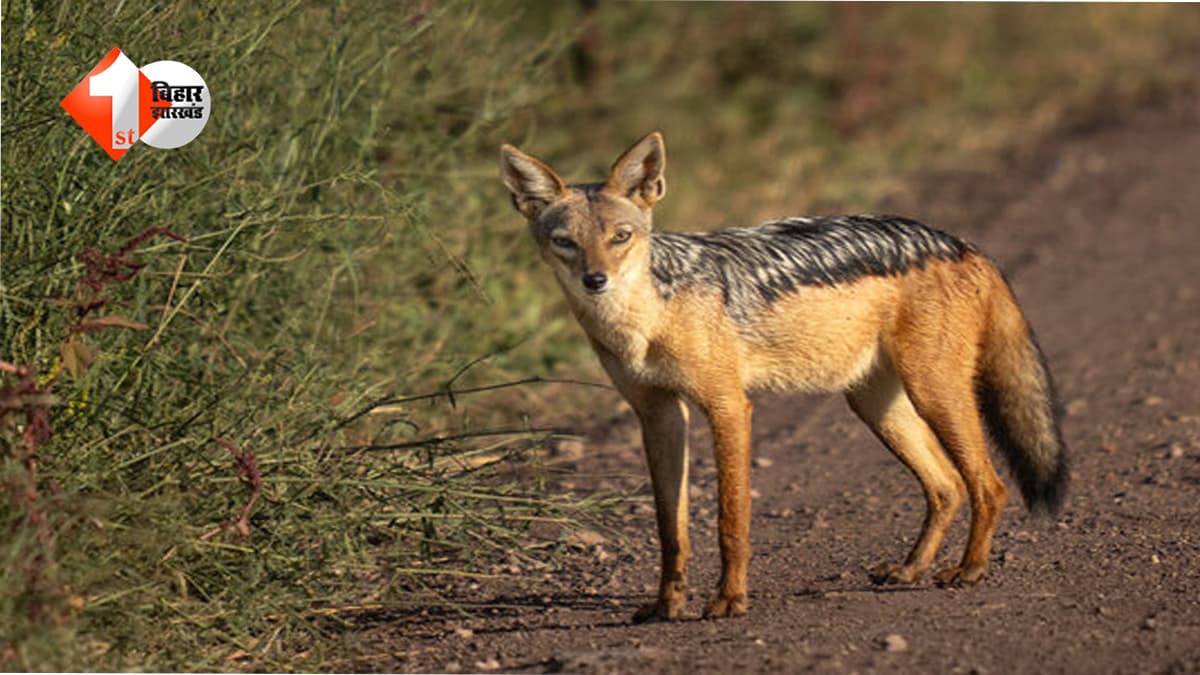 बिहार में खौफनाक साजिश का पर्दाफाश: गीदड़ के हमले का झूठा नाटक रचकर पति ने की थी पत्नी की हत्या
