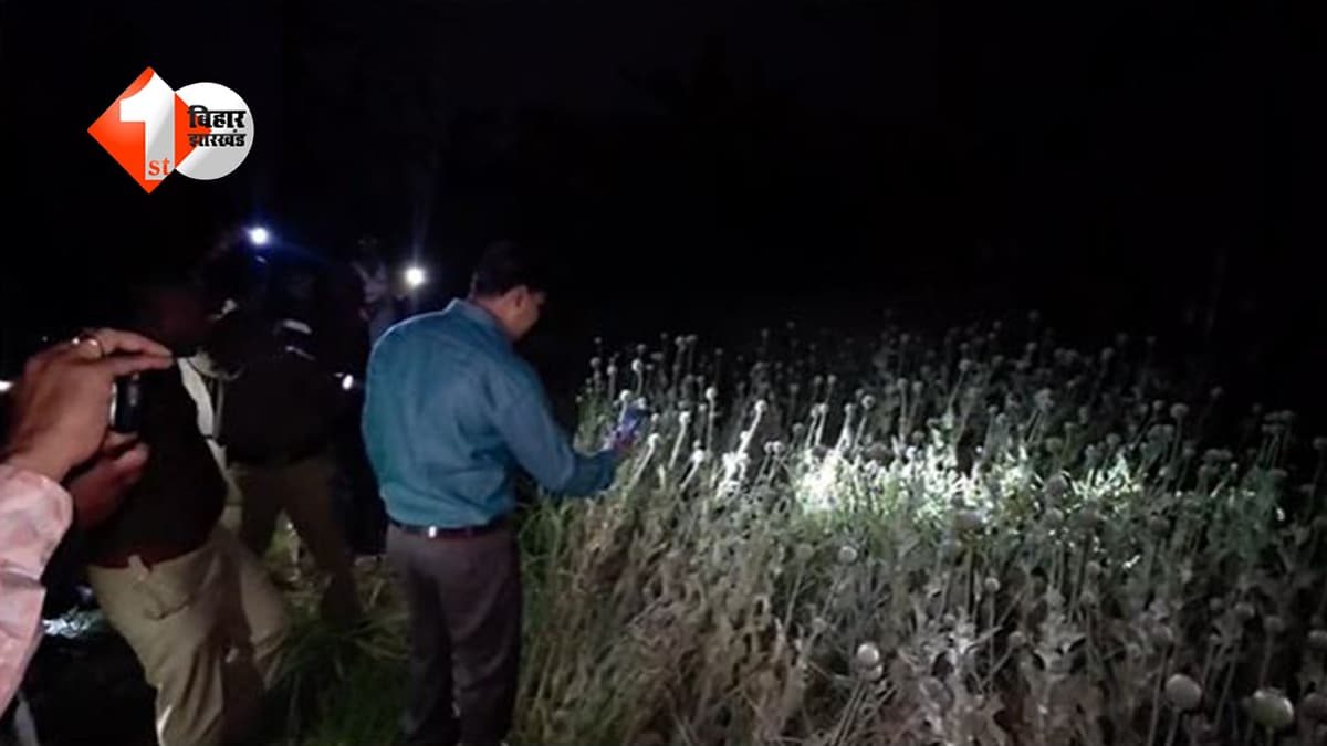 बिहार में नशे की खेती: अफीम के खिलाफ पुलिस का बड़ा एक्शन, नष्ट की गई लाखों की फसल