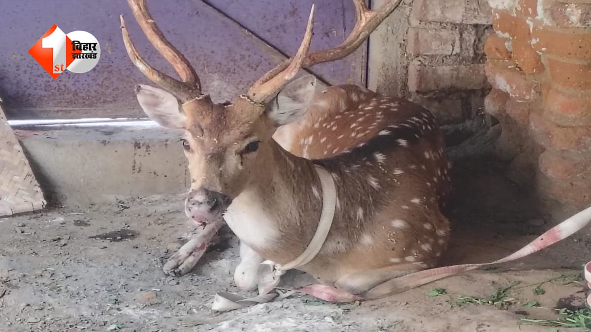 जंगल से भटककर रिहायशी इलाके में पहुंचा हिरण, ग्रामीणों ने पकड़कर वन विभाग को सौंपा
