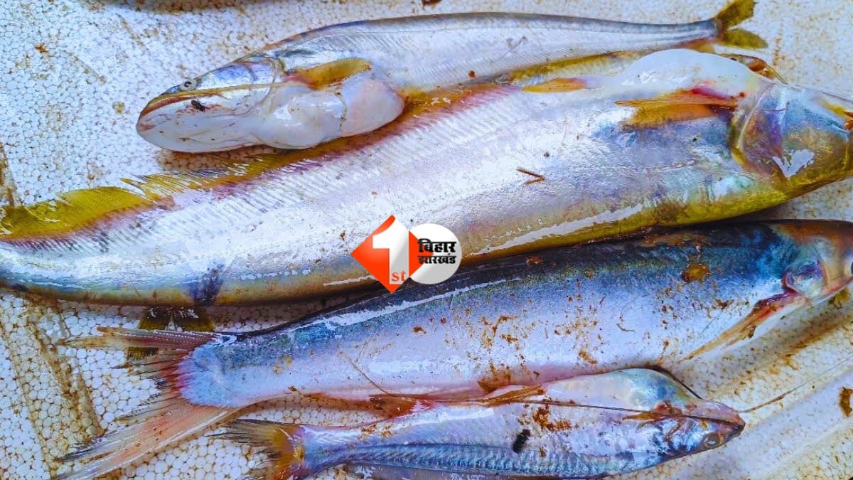 Bihar News : पटना में अब घर बैठे मिलेगी जिंदा मछली! 10 जगहों पर खुलेंगे मॉडर्न फिश आउटलेट, देखें पूरी लिस्ट