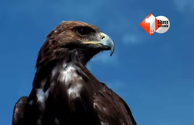 Mongolian Falcon Price