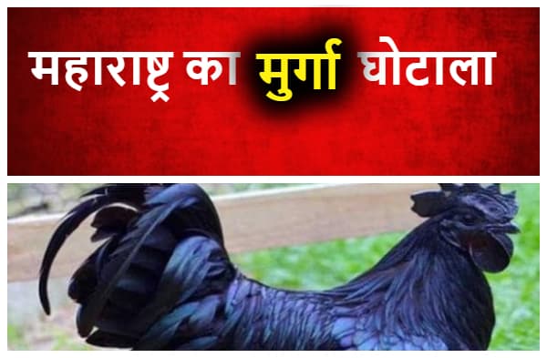 महाराष्ट्र में 'कड़कनाथ' के नाम पर करोड़ों का घोटाला,900 रुपए किलो बिकता है चिकन